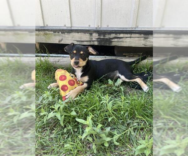 Medium Photo #2 Chihuahua-Unknown Mix Puppy For Sale in San Antonio, TX, USA