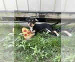 Small #1 Chihuahua Mix