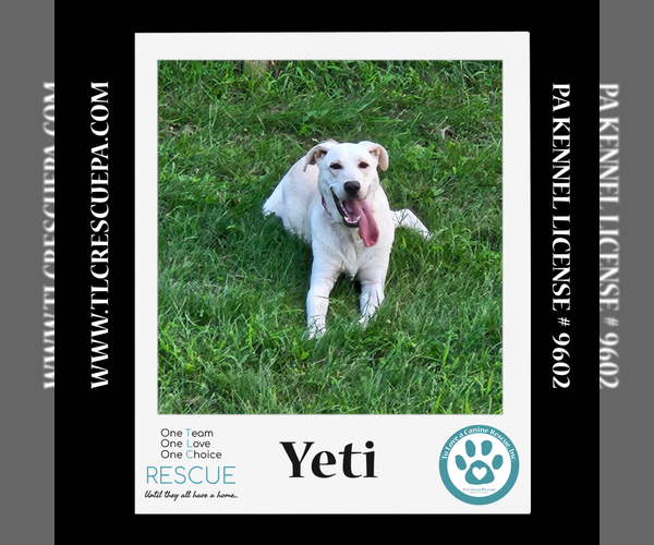 Medium Photo #3  Puppy For Sale in , 