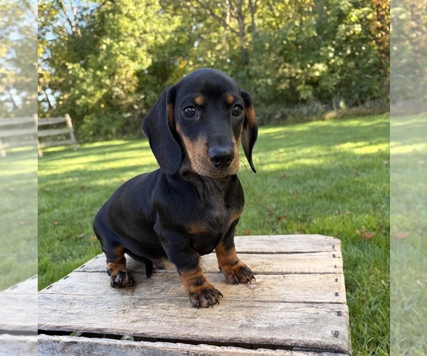 Medium Photo #2 Dachshund Puppy For Sale in MIDDLEBURY, IN, USA