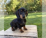 Reilly - Male Dachshund Puppy for Sale - Photo #2