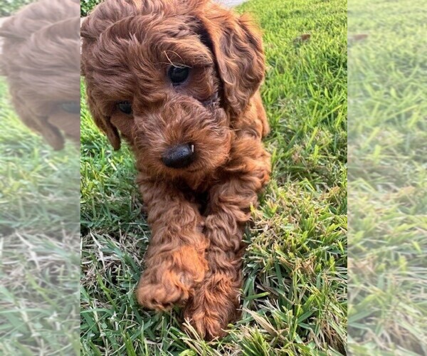 Medium Photo #32 Double Doodle Puppy For Sale in LAGRANGE, GA, USA