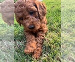 Small Photo #32 Double Doodle Puppy For Sale in LAGRANGE, GA, USA