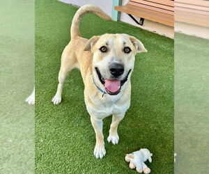 Anatolian Shepherd Dogs for adoption in Petaluma, CA, USA