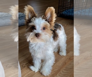 Father of the Yorkshire Terrier puppies born on 08/10/2019