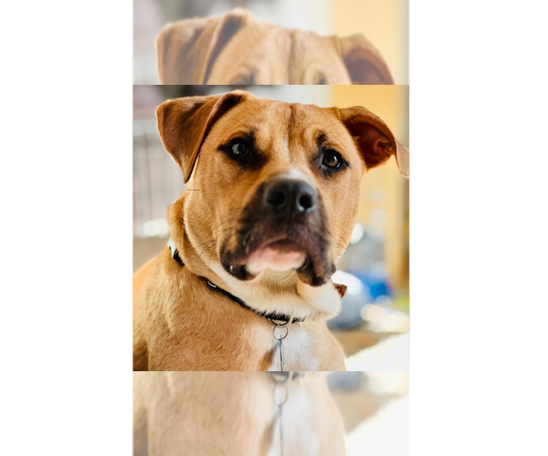 Medium Photo #42 American Staffordshire Terrier-Labrador Retriever Mix Puppy For Sale in Brewster, NY, USA