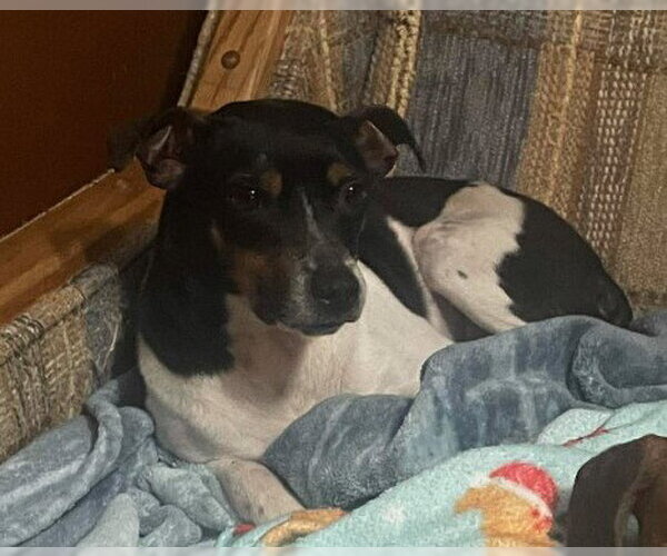 Medium Photo #3 Jack Russell Terrier-Unknown Mix Puppy For Sale in Sheboygan, WI, USA