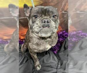 French Bulldog Dogs for adoption in Modesto, CA, USA