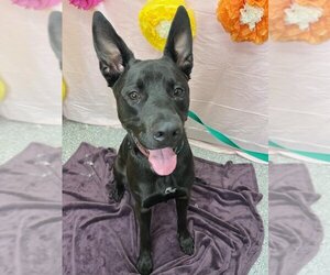 Shepradors Dogs for adoption in Henderson, NV, USA