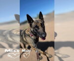 Small #4 German Shepherd Dog Mix
