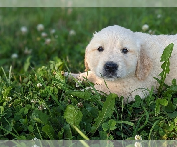Medium Photo #5 Golden Retriever Puppy For Sale in WOOSTER, OH, USA
