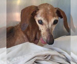 Dachshund-Unknown Mix Dogs for adoption in San Antonio, TX, USA