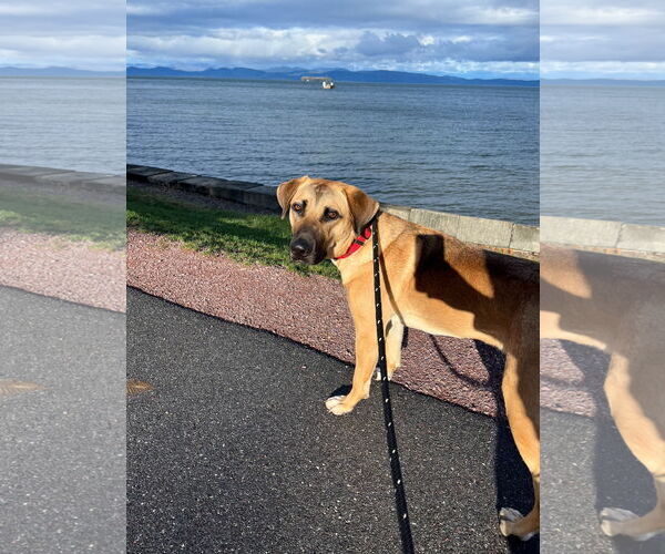 Medium Photo #2 Mutt Puppy For Sale in Shelburne, VT, USA