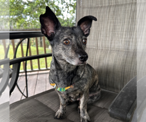 Chiweenie Dogs for adoption in Weston, FL, USA