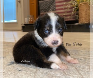 Australian Shepherd Puppy for sale in BATESVILLE, AR, USA