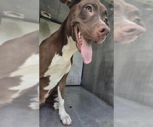 Labrador Retriever-Unknown Mix Dogs for adoption in San Antonio, TX, USA