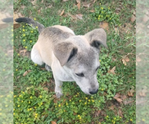 Mutt Dogs for adoption in Oak Bluffs, MA, USA