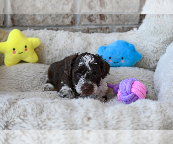 Medium Photo #4 Havapoo Puppy For Sale in GUTHRIE, KY, USA
