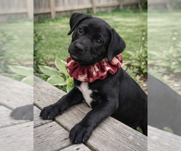 Medium Photo #3 Labrador Retriever-Unknown Mix Puppy For Sale in Grovertown, IN, USA