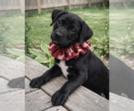 Small #2 Labrador Retriever Mix