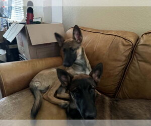 Veera located in Goodyear AZ - Female Mutt Dog for Adoption - Photo #2