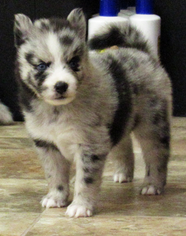 Alaskan Klee Kai Puppy for sale in SEBRING, FL, USA
