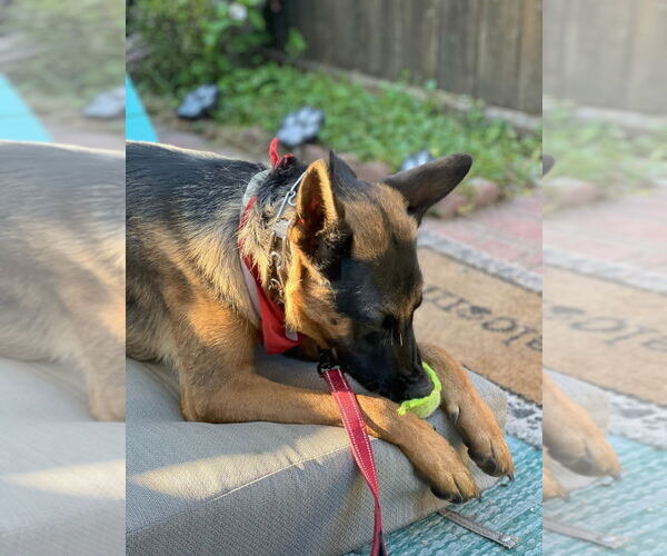 Medium Photo #35 German Shepherd Dog-Unknown Mix Puppy For Sale in Lake Forest, CA, USA