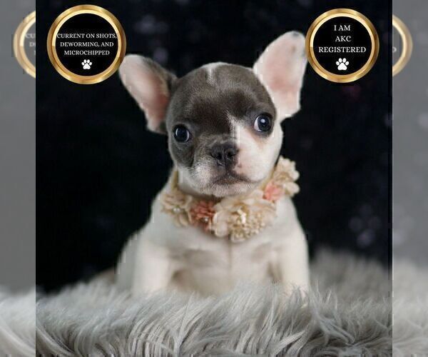 Medium Photo #101 French Bulldog Puppy For Sale in WARSAW, IN, USA