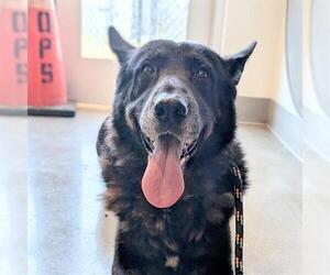 German Shepherd Dog Dogs for adoption in Houston, TX, USA