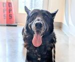 Small German Shepherd Dog