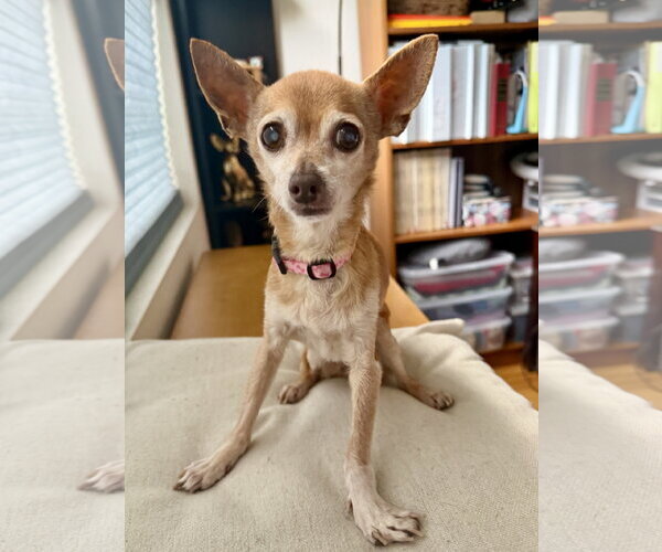 Medium Photo #3 Chihuahua-Unknown Mix Puppy For Sale in San Francisco, CA, USA