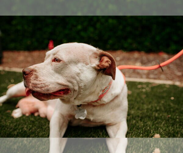 Medium Photo #20 American Staffordshire Terrier-Unknown Mix Puppy For Sale in Holly Springs, NC, USA