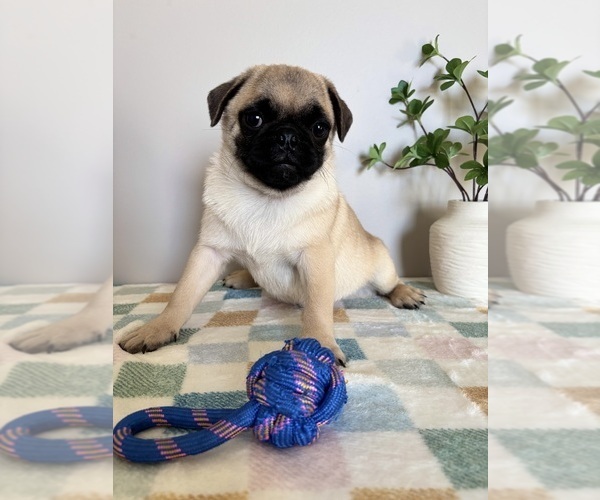 Medium Photo #4 Pug Puppy For Sale in INDIANAPOLIS, IN, USA