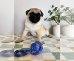 Small Photo #4 Pug Puppy For Sale in INDIANAPOLIS, IN, USA