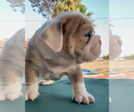 Small Photo #3 Bulldog Puppy For Sale in MONTCLAIR, CA, USA