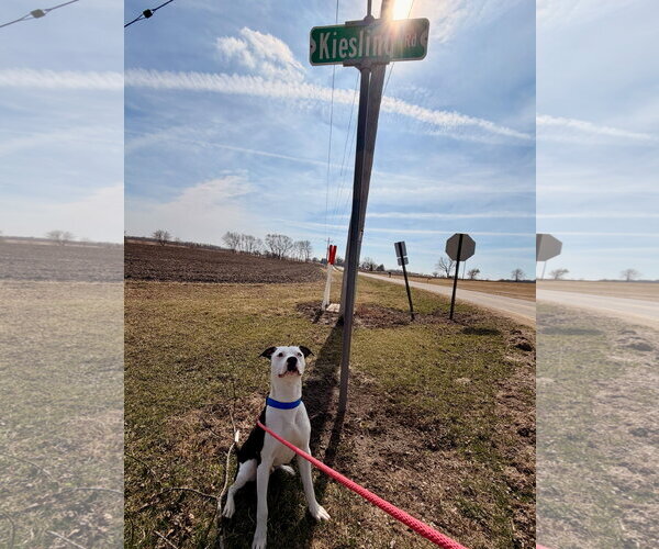 Medium Photo #3 Mutt Puppy For Sale in Jefferson, WI, USA