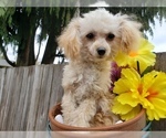 Small Photo #4 Poodle (Miniature) Puppy For Sale in RUSTON, WA, USA