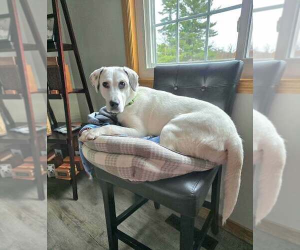 Medium Photo #2 Labrador Retriever-Unknown Mix Puppy For Sale in Plymouth, MN, USA