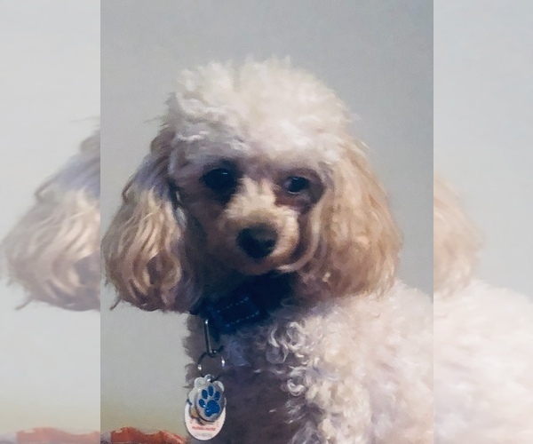 Medium Photo #1 Poodle (Toy) Puppy For Sale in TAMPA, FL, USA