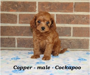 Cock-A-Poo Puppy for sale in CLARKRANGE, TN, USA