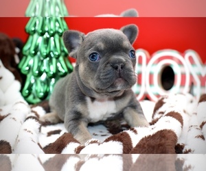 French Bulldog Puppy for sale in ELIZABETH, WV, USA