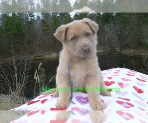 German Shepherd Dog Puppy for sale in PIEDMONT, MO, USA