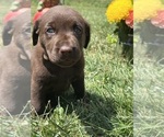 Small #7 Labrador Retriever