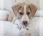 Small #6 Beagle Mix