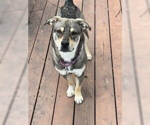 Mutt Dogs for adoption in Skokie, IL, USA