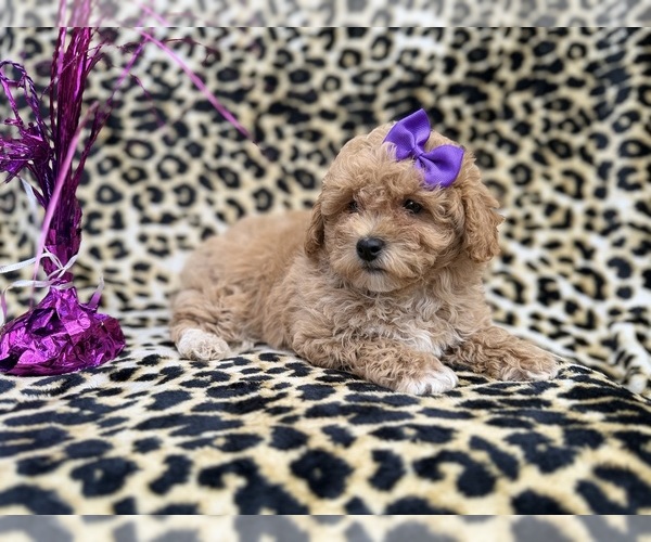 Medium Photo #7 Bichpoo Puppy For Sale in LAKELAND, FL, USA