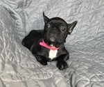 Small Photo #26 Faux Frenchbo Bulldog Puppy For Sale in GREENEVILLE, TN, USA