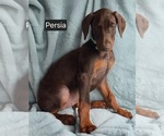 Small #2 Doberman Pinscher