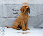 Small #1 Labrador Retriever