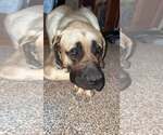 Small #5 Mastiff